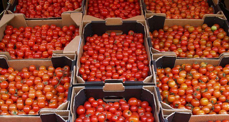 Domates Muhafaza Yöntemleri
